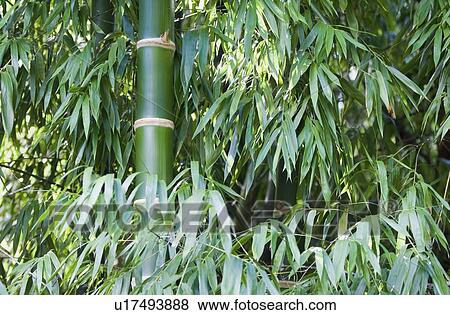 Bamboo forest View Large Photo Image Stock Photo - Bamboo forest. Fotosearch