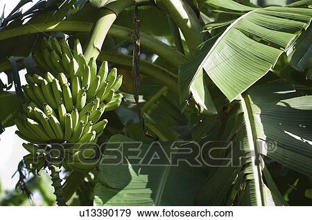 Stock Photo - Banana tree. Fotosearch