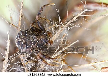 Stock Image - Bark crab spider. Fotosearch
