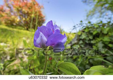 Beach pea (Lathyrus japonicus) flower View Large Photo Image Stock Image - Beach pea (Lathyrus japonicus) flower. Fotosearch