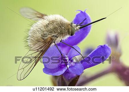 Bee fly View Large Photo Image Stock Image - Bee fly. Fotosearch