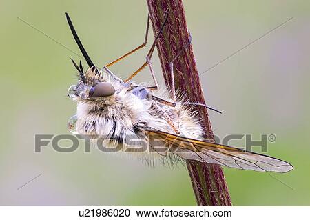 Bee fly View Large Photo Image Stock Image - Bee fly. Fotosearch