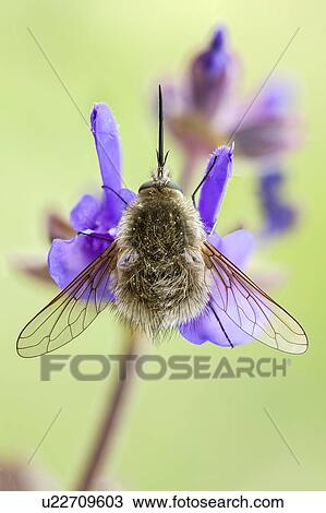 Bee fly View Large Photo Image Stock Image - Bee fly. Fotosearch