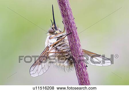 Stock Photo - Bee fly. Fotosearch