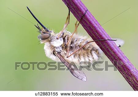 Stock Photography - Bee fly. Fotosearch