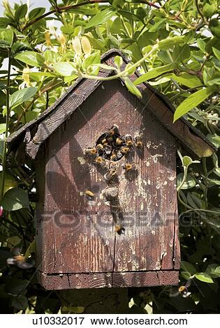 Bees in a wooden birdhouse. View Large Photo Image Stock Photo - Bees in a wooden birdhouse.. Fotosearch