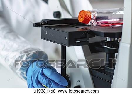 Biotechnology engineer inspecting cell culture flask View Large Photo Image Stock Photo - Biotechnology engineer inspecting cell culture flask. Fotosearch