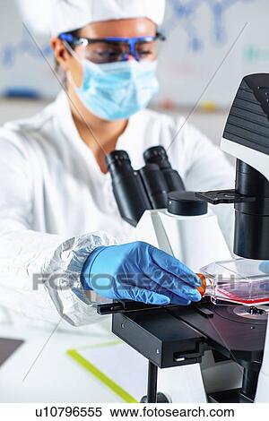Biotechnology engineer inspecting cell culture flask View Large Photo Image Stock Photography - Biotechnology engineer inspecting cell culture flask. Fotosearch