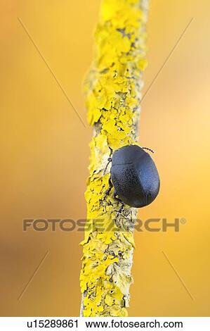 Black leaf beetle View Large Photo Image Stock Image - Black leaf beetle. Fotosearch