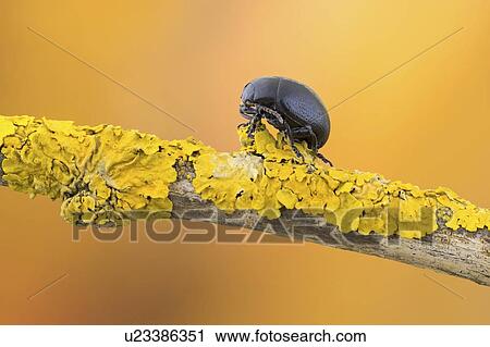 Stock Image - Black leaf beetle. Fotosearch