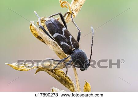 Stock Photo - Black longhorn beetle. Fotosearch