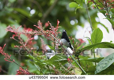 Picture - Black white seedeater in the trees. Fotosearch