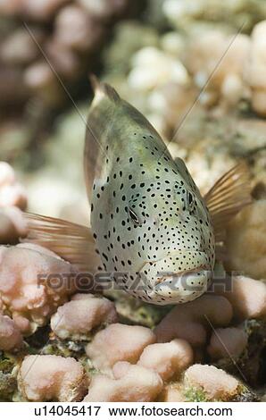 Stock Photo - Blackside Hawksfish. Fotosearch