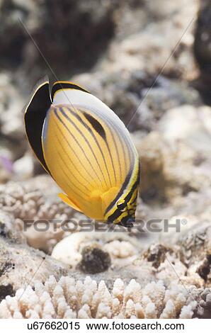 Blacktail Butterflyfish View Large Photo Image Stock Photography - Blacktail Butterflyfish. Fotosearch