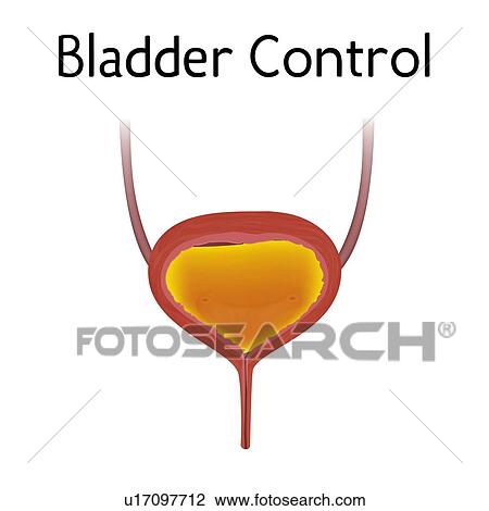 Stock Image - Bladder control, illustration. Fotosearch