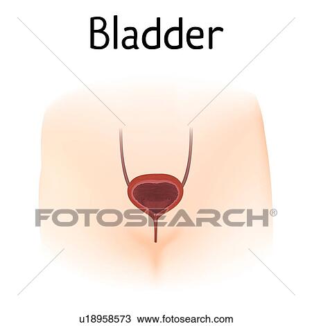 Stock Image - Bladder, illustration. Fotosearch