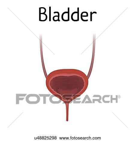 Stock Photo - Bladder, illustration. Fotosearch
