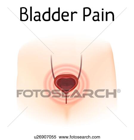 Bladder pain, illustration View Large Photo Image Stock Photography - Bladder pain, illustration. Fotosearch