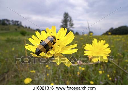 Blister beetle on a false dandelion flower View Large Photo Image Stock Photograph - Blister beetle on a false dandelion flower. Fotosearch