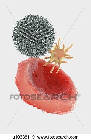 Stock Photo - Blood cells, illustration. Fotosearch