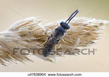 Bloomed furrow bee View Large Photo Image Picture - Bloomed furrow bee. Fotosearch