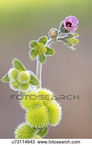 Blue hound's tongue wildflower View Large Photo Image Stock Image - Blue hound's tongue wildflower. Fotosearch