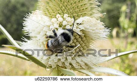 Stock Photograph - Bombus bee. Fotosearch