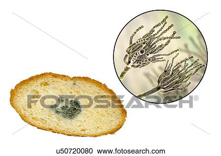 Stock Image - Bread with mould, composite image. Fotosearch