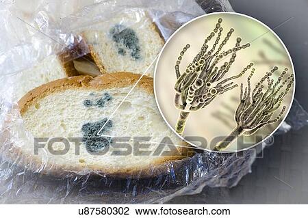 Bread with mould, composite image View Large Photo Image Stock Image - Bread with mould, composite image. Fotosearch