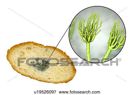 Stock Photo - Bread with mould, composite image. Fotosearch