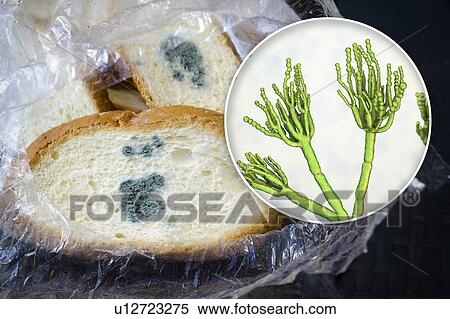 Stock Photography - Bread with mould, composite image. Fotosearch