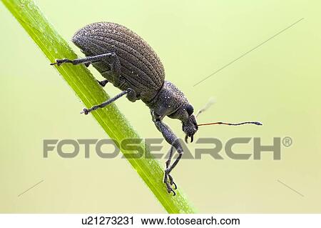 Stock Image - Broad nosed weevil. Fotosearch