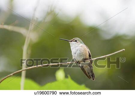 Stock Image - Broadtail hummingbird on a branch. Fotosearch