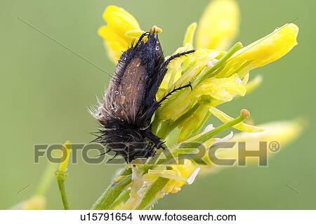 Picture - Bumble bee scarab beetle. Fotosearch