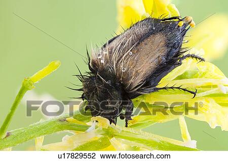 Stock Image - Bumble Bee Scarab Beetle. Fotosearch