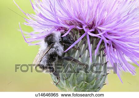 Bumblebee View Large Photo Image Stock Photography - Bumblebee. Fotosearch