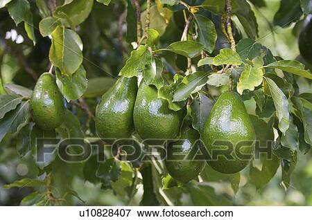 Stock Photo - Bunch of ripe avocados. Fotosearch