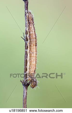 Camouflaged caterpillar View Large Photo Image Stock Image - Camouflaged caterpillar. Fotosearch
