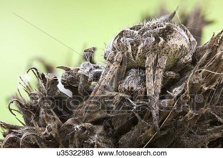 Stock Image - Camouflaged orb weaver spider. Fotosearch