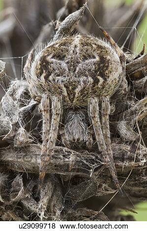 Camouflaged orbweaver spider View Large Photo Image Stock Photo - Camouflaged orbweaver spider. Fotosearch