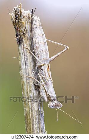 Picture - Camouflaged praying mantis. Fotosearch