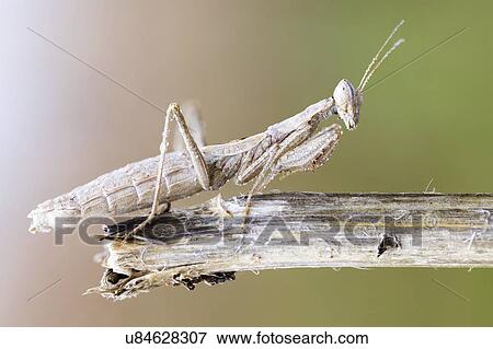 Stock Photo - Camouflaged praying mantis. Fotosearch