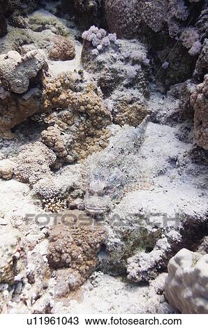 Camouflaged Scorpion Fish View Large Photo Image Stock Image - Camouflaged Scorpion Fish. Fotosearch