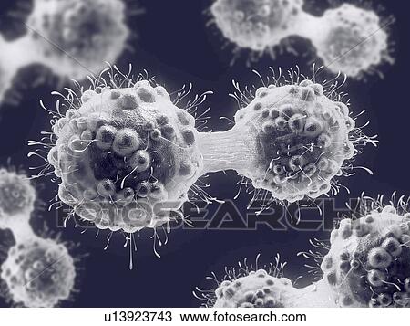 Cancer cell dividing, illustration View Large Photo Image Stock Image - Cancer cell dividing, illustration. Fotosearch