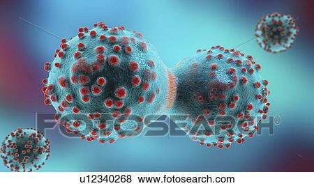 Cancer cell dividing, illustration View Large Photo Image Stock Photo - Cancer cell dividing, illustration. Fotosearch