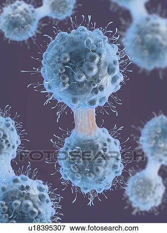 Stock Photo - Cancer cell dividing, illustration. Fotosearch