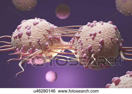 Cancer cells dividing, illustration View Large Photo Image Stock Photograph - Cancer cells dividing, illustration. Fotosearch