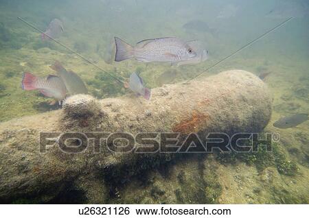 Cannon on seabed View Large Photo Image Stock Photograph - Cannon on seabed. Fotosearch