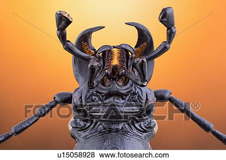 Stock Photo - Carabid beetle. Fotosearch