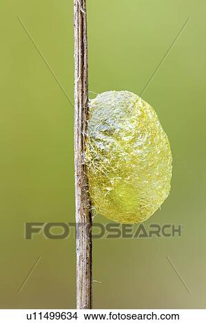 Picture - Caterpillar cocoon. Fotosearch